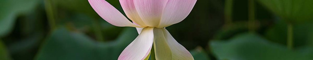 Lotus Lotus